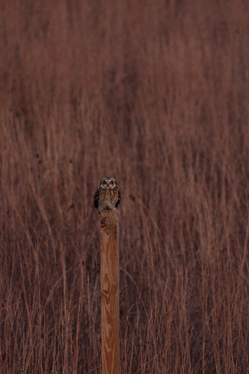 Short-eared Owl - ML646110434