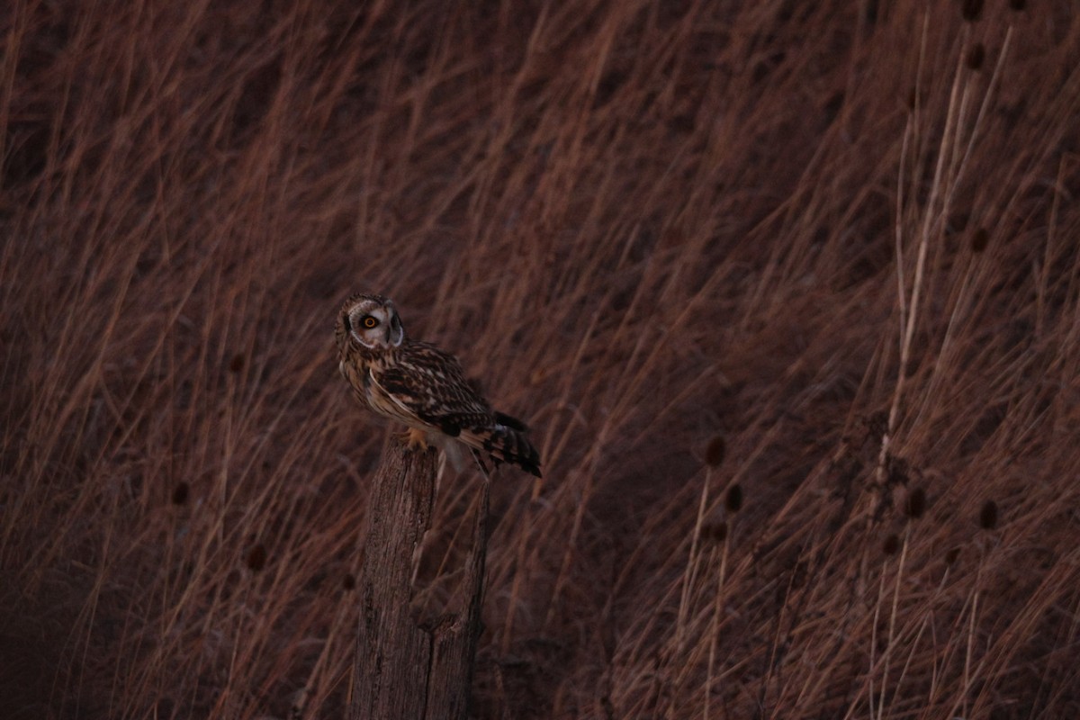 Short-eared Owl - ML646110435