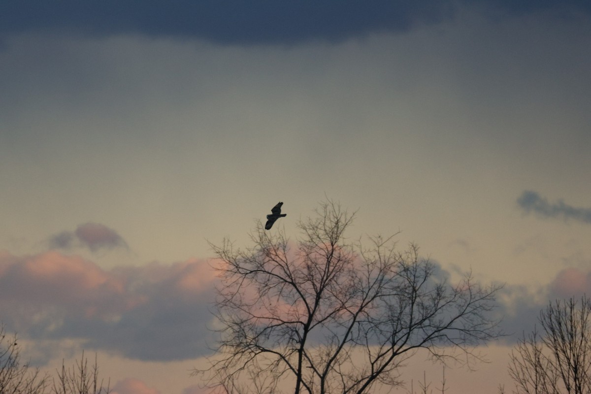 Short-eared Owl - ML646110436