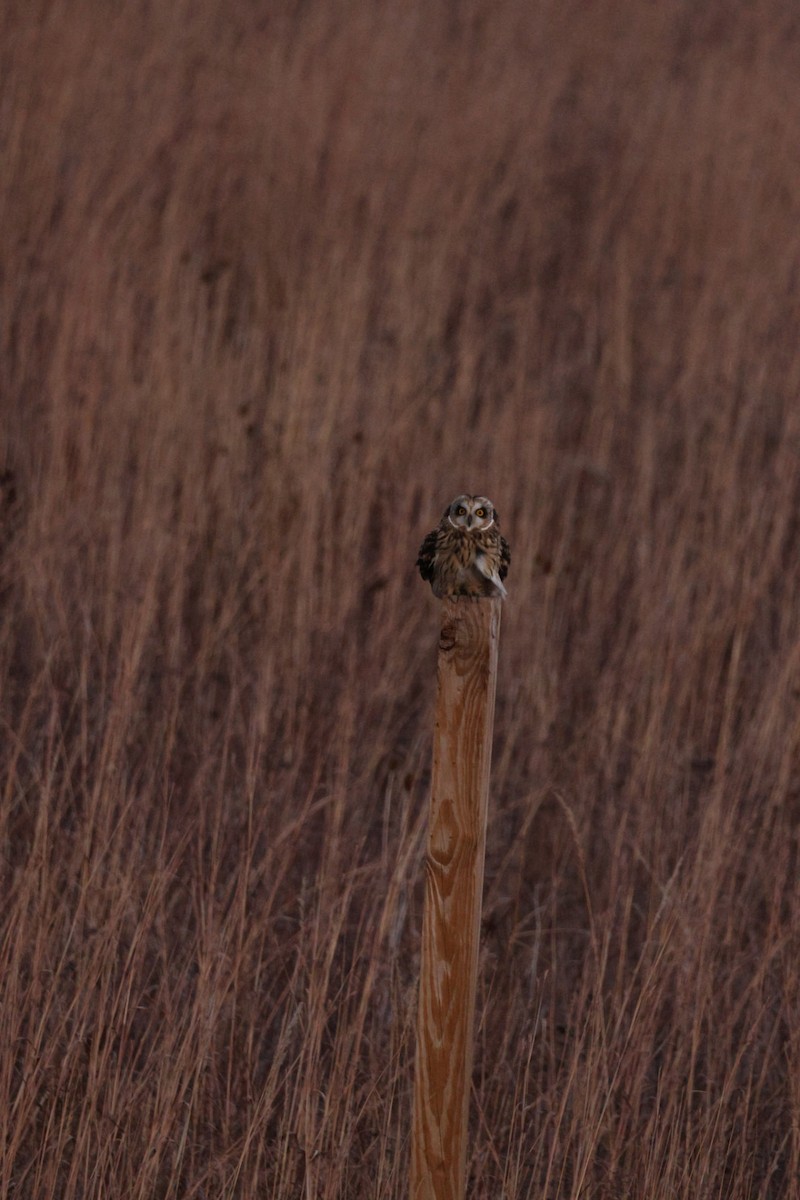 Short-eared Owl - ML646110437