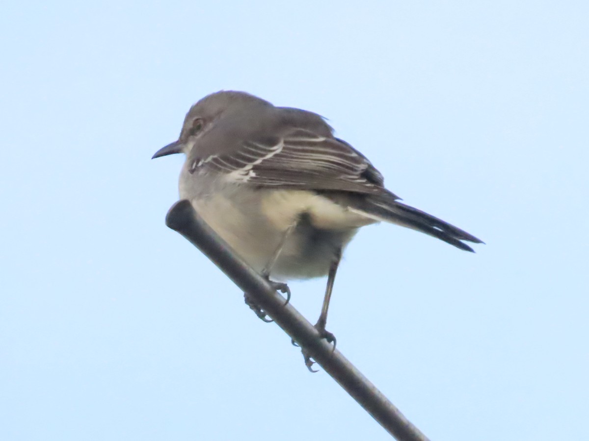 Northern Mockingbird - ML646110439
