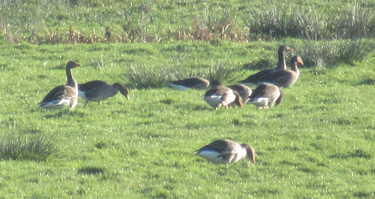 Graylag Goose - ML646110444