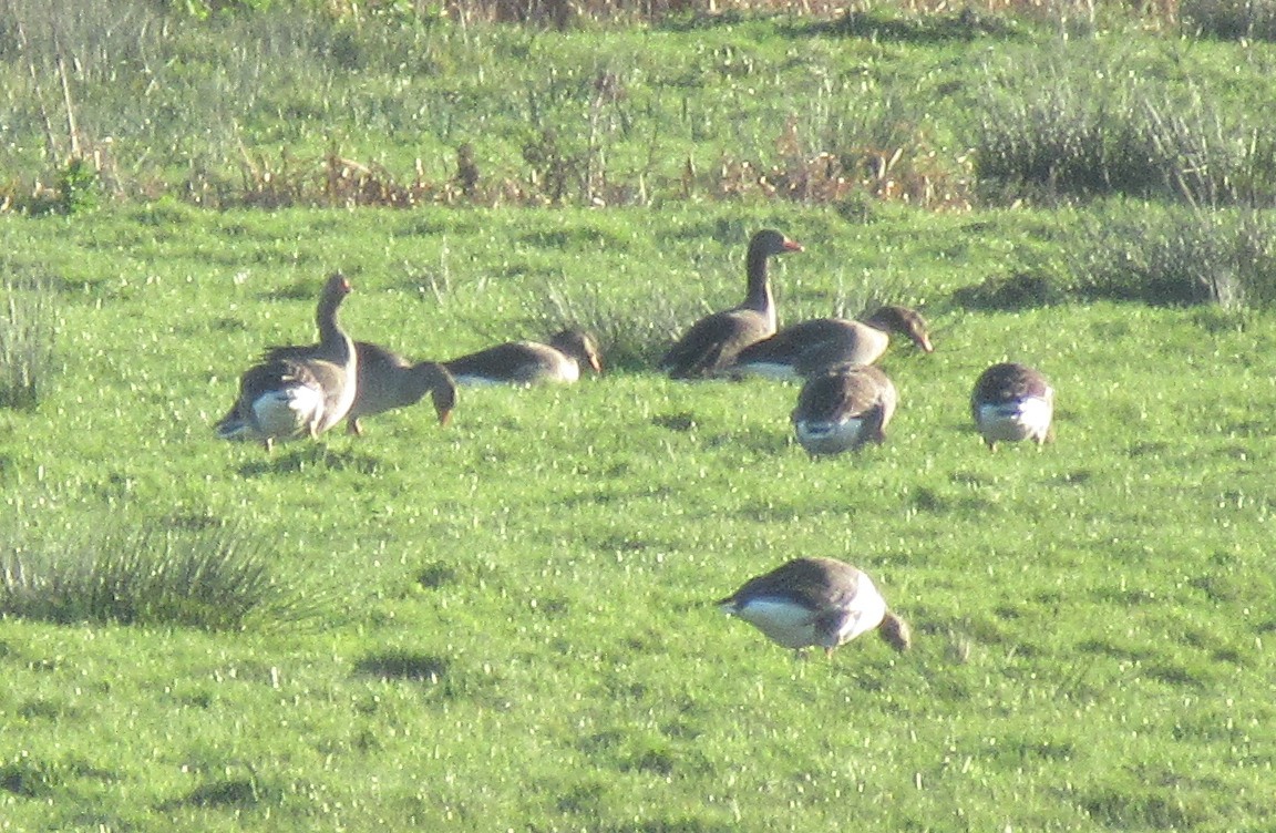 Graylag Goose - ML646110445