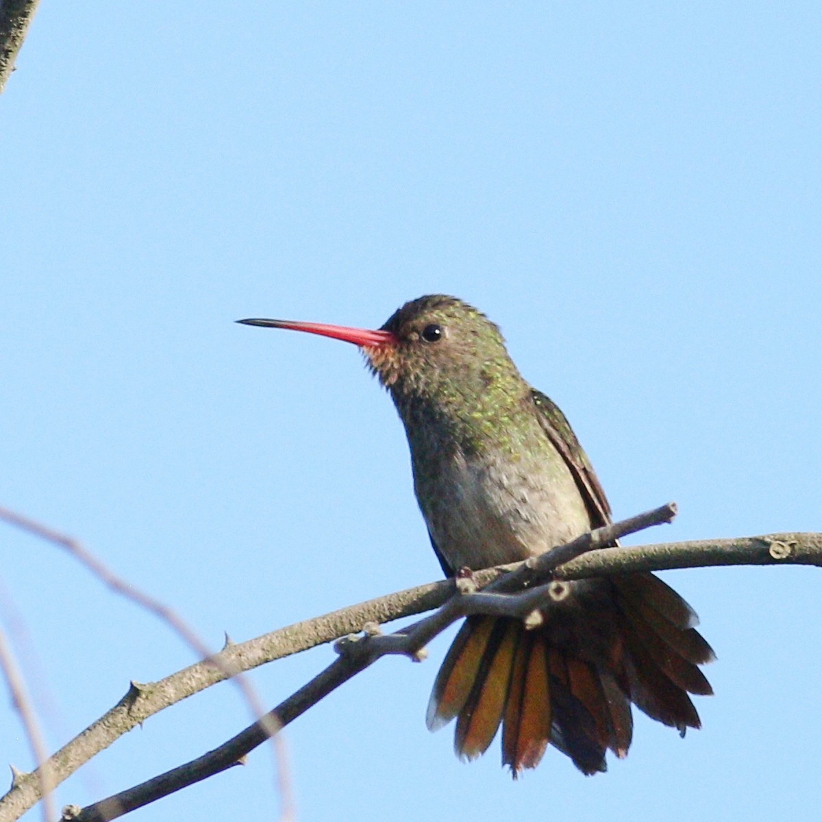 Gilded Hummingbird - ML646110446