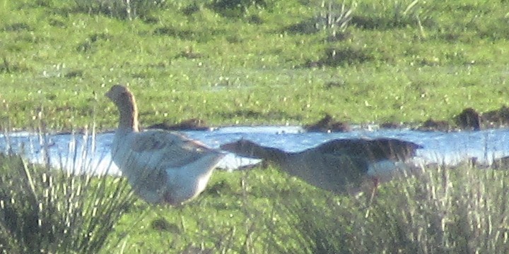 Гуска сіра (свійська) - ML646110448