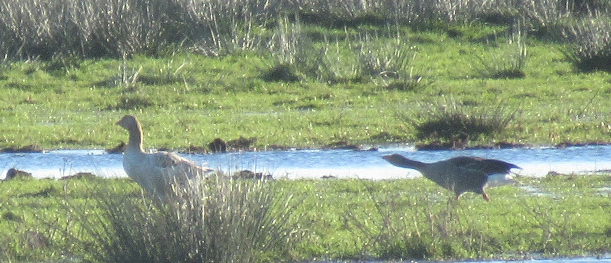 Гуска сіра (свійська) - ML646110449