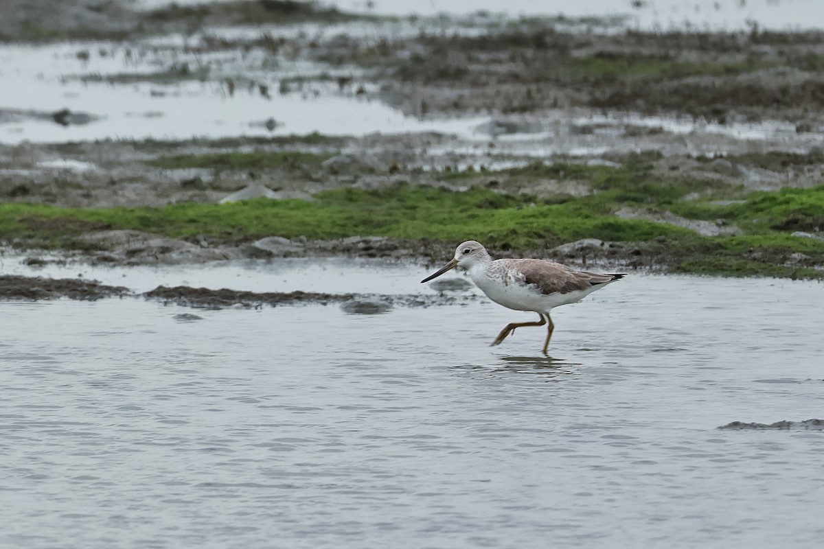 Nordmann's Greenshank - ML646110452