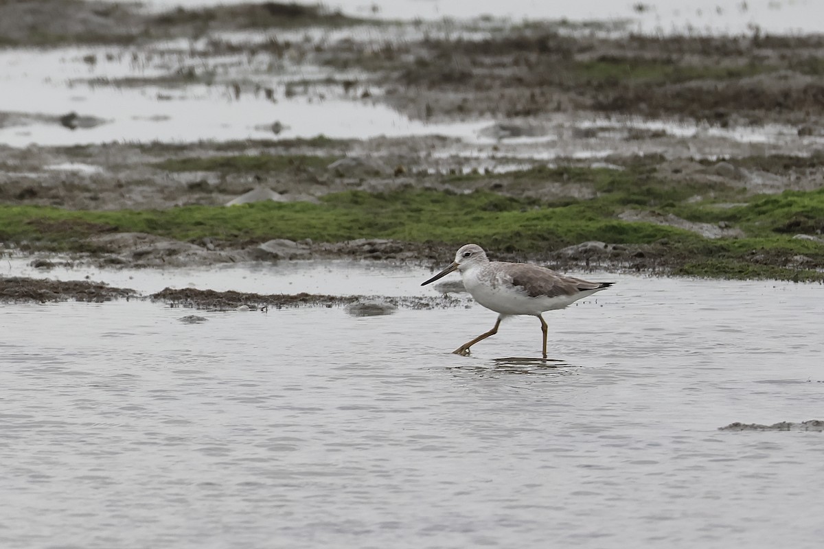 Nordmann's Greenshank - ML646110453