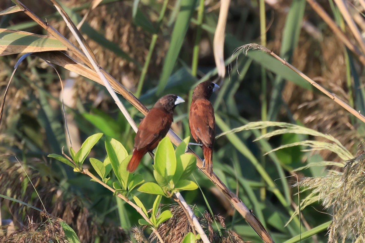 Chestnut Munia - ML646110456