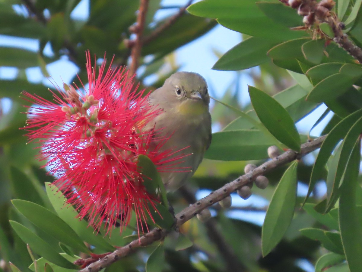 Orange-crowned Warbler - ML646110457