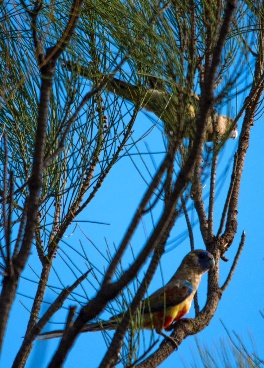 Blutbauchsittich - ML646110469