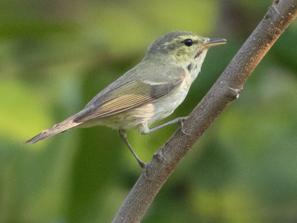 Wacholderlaubsänger - ML646110488