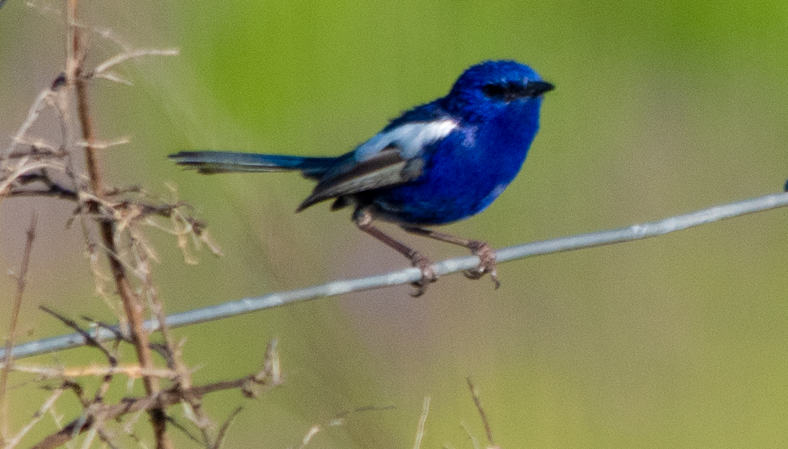 Weißflügel-Staffelschwanz - ML646110489