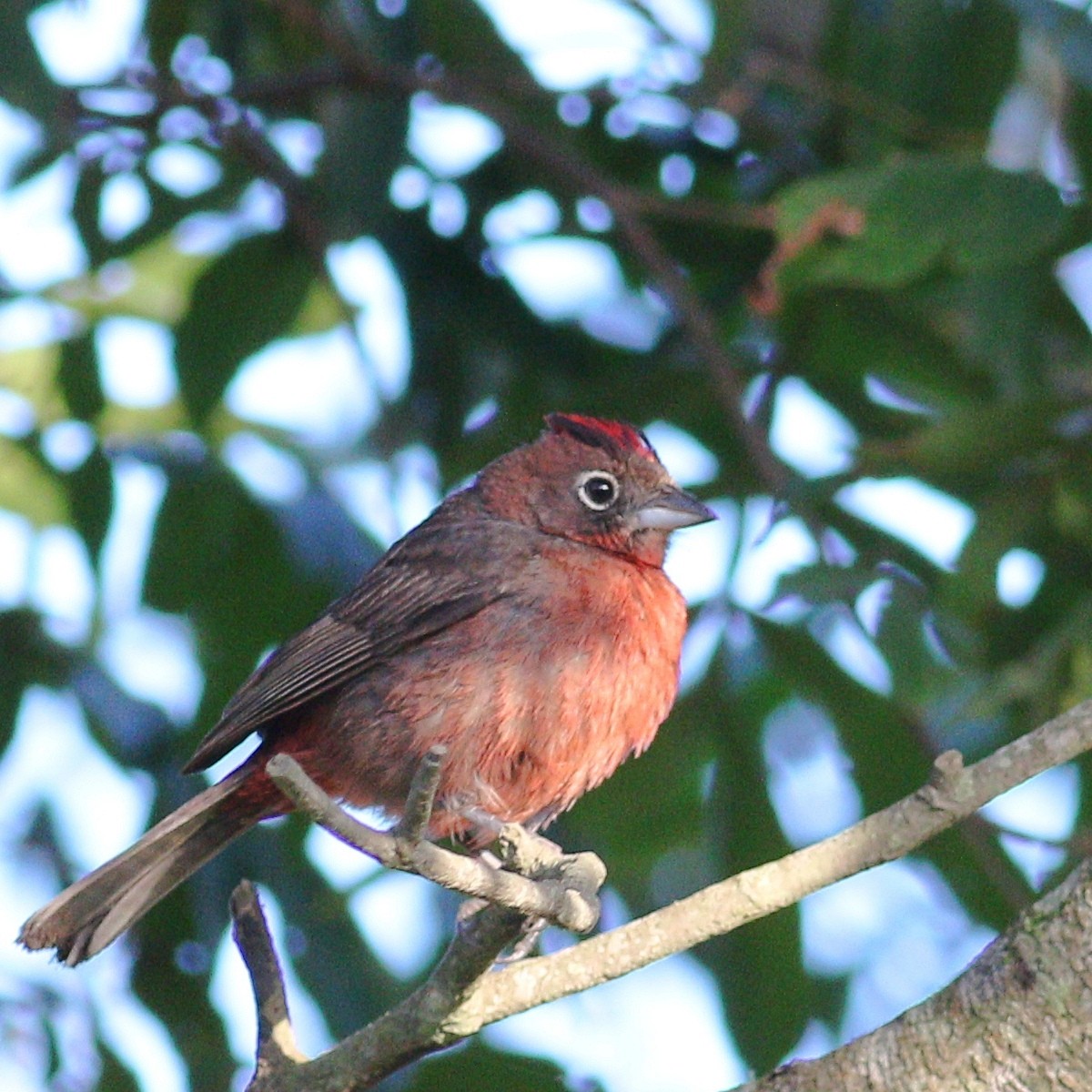 Rothaubentangare - ML646110492