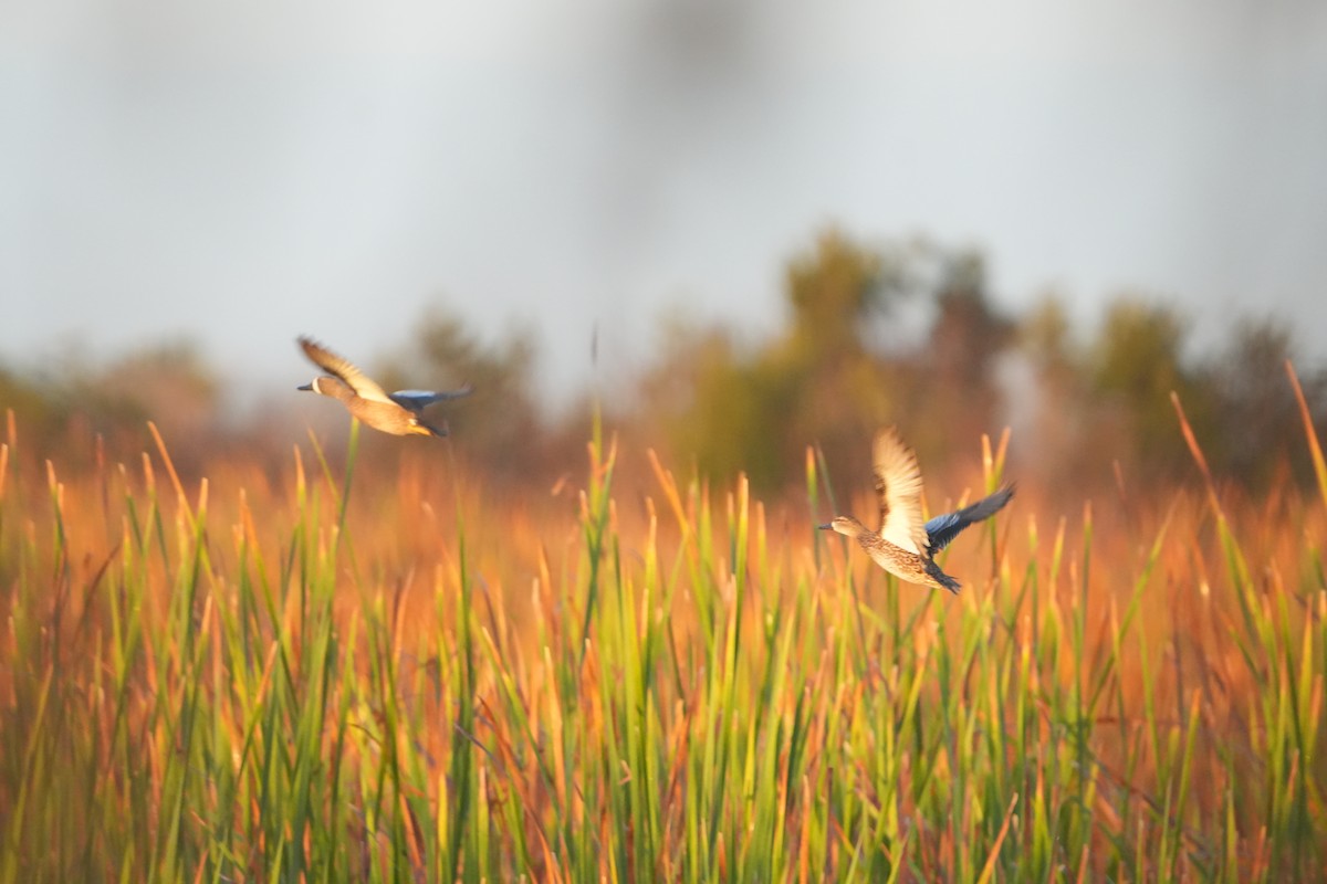 Blauflügelente - ML646110493