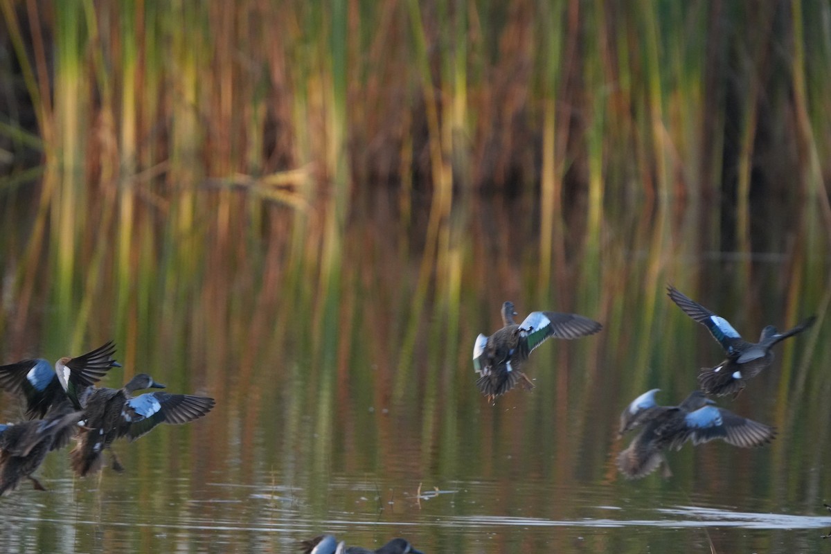 Blauflügelente - ML646110494