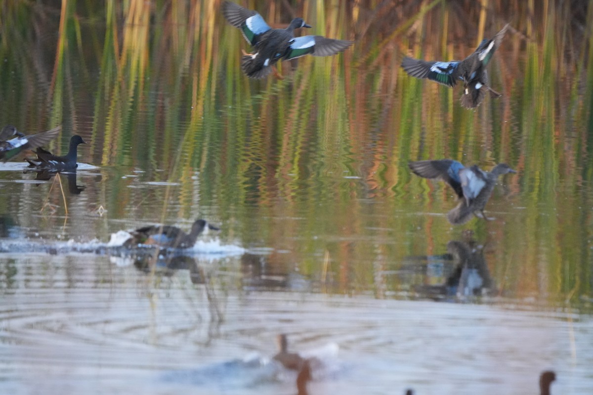 Blauflügelente - ML646110495