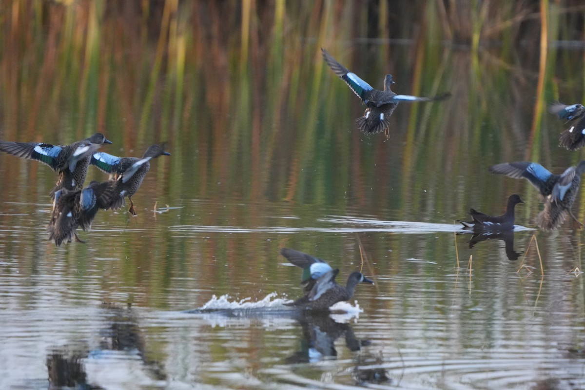 Blauflügelente - ML646110496