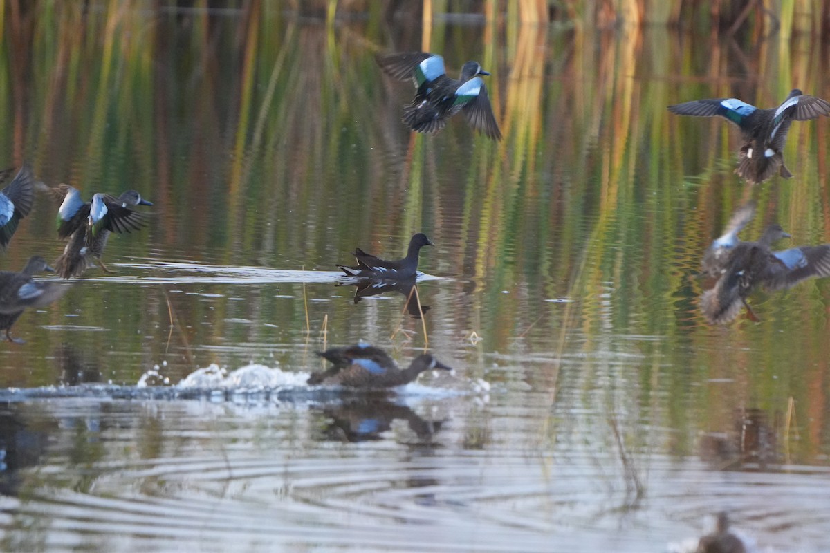 Blauflügelente - ML646110497