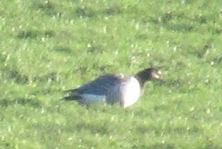 Weißwangengans - ML646110498