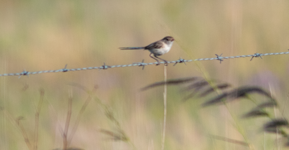 Weißflügel-Staffelschwanz - ML646110499