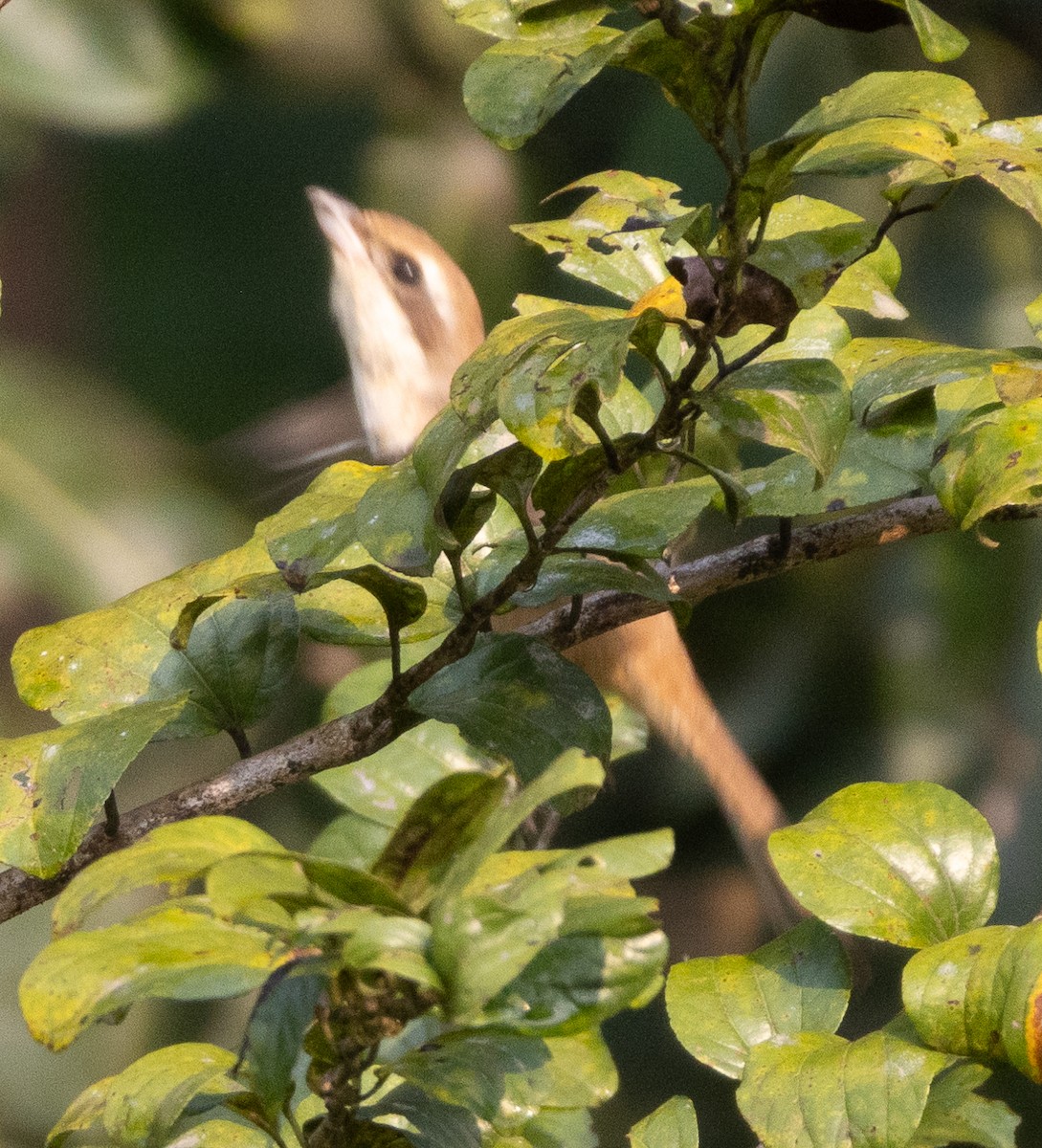 Braunwürger - ML646110500