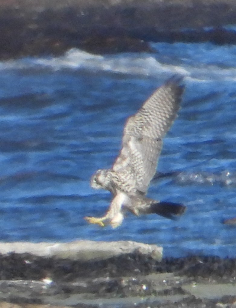 Wanderfalke - ML646110502