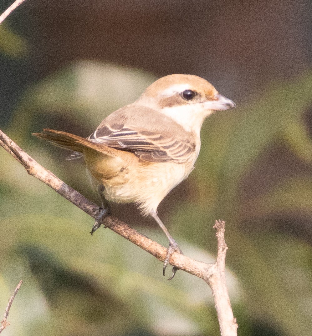 Braunwürger - ML646110503