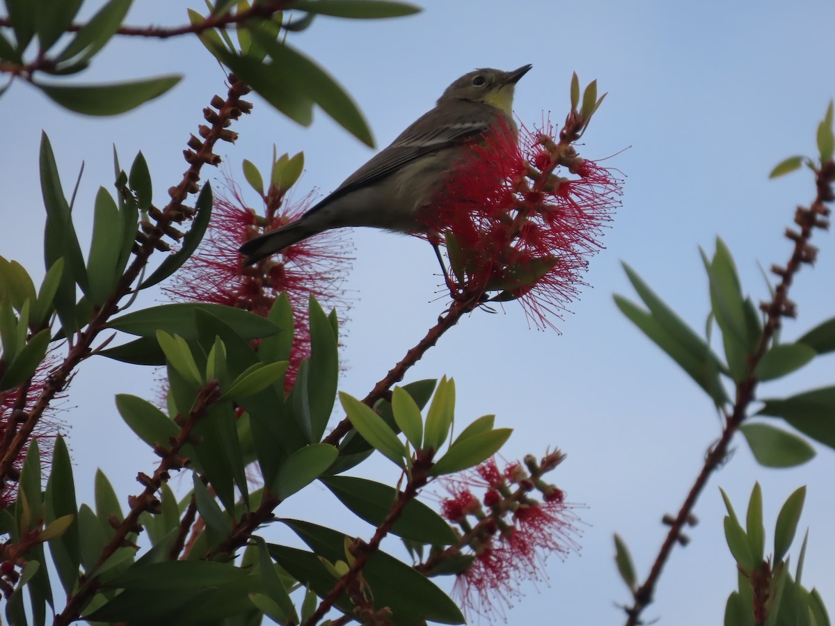 Kronenwaldsänger - ML646110504