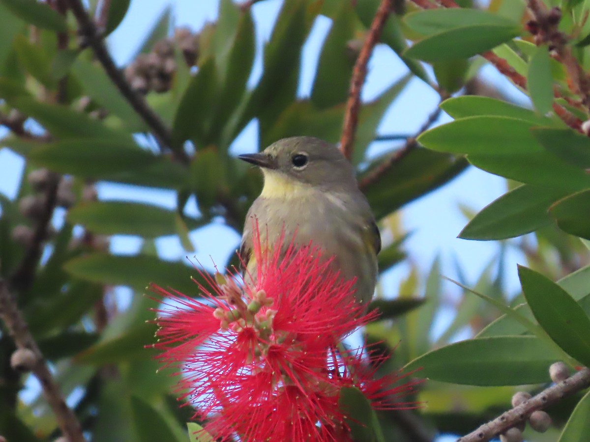 Kronenwaldsänger - ML646110505