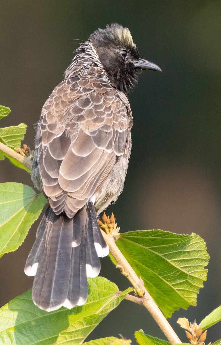 Rotsteißbülbül - ML646110506