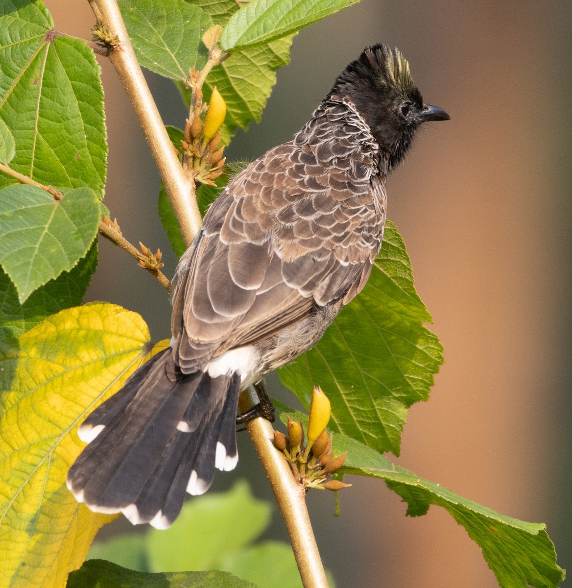 Rotsteißbülbül - ML646110507