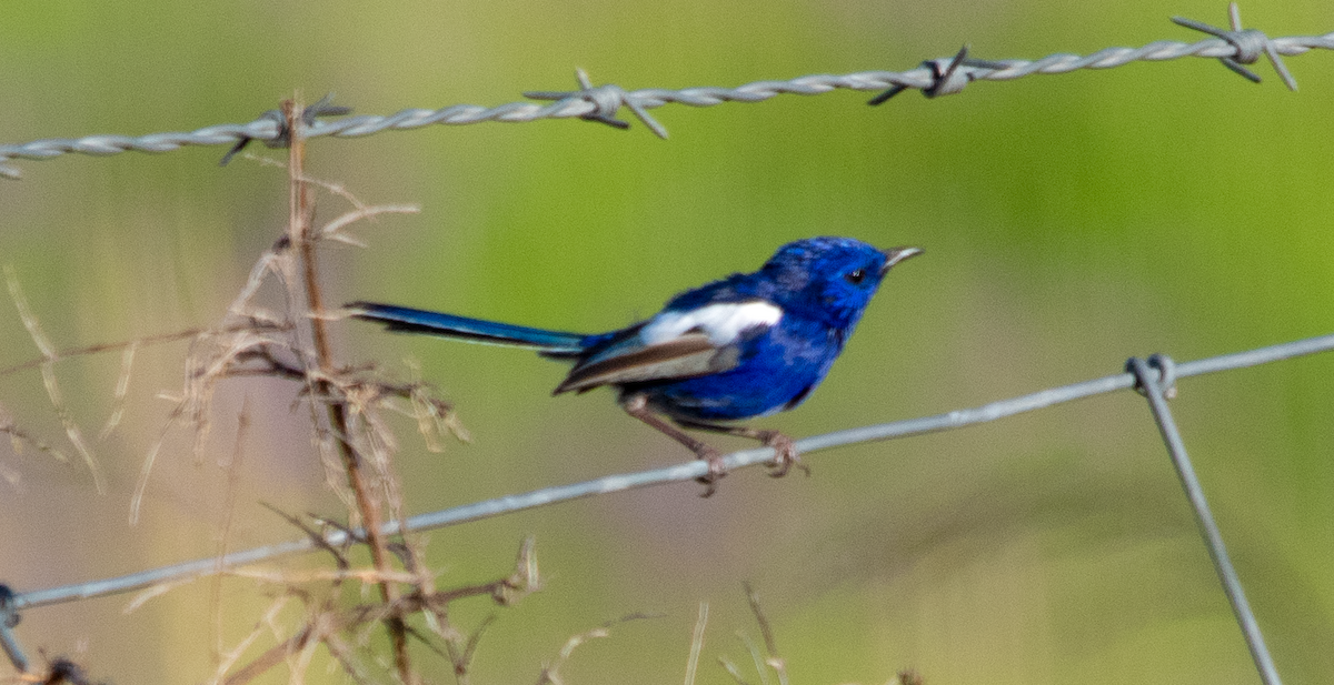 Weißflügel-Staffelschwanz - ML646110508