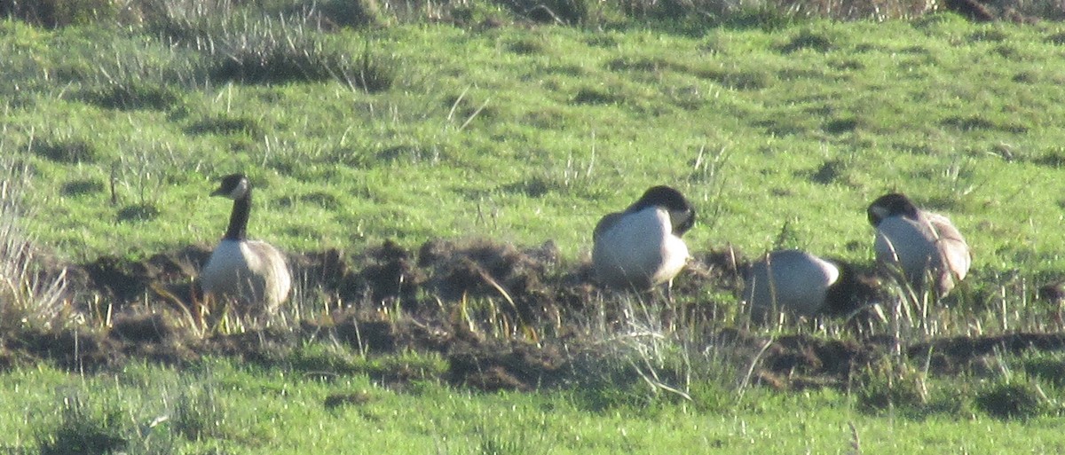 Kanadagans - ML646110509