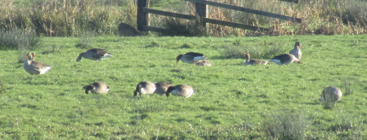 Kanadagans - ML646110510