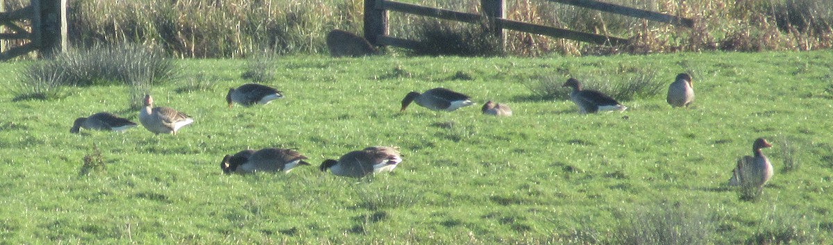 Kanadagans - ML646110511