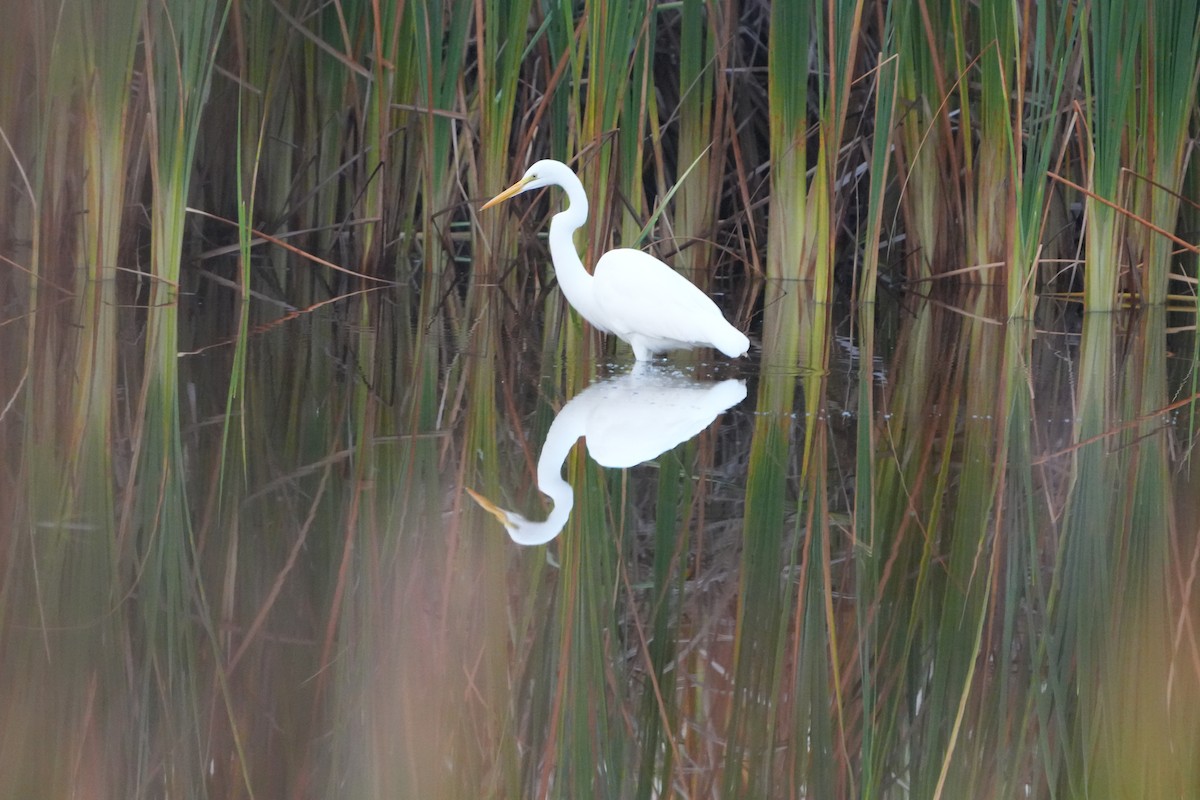 Silberreiher - ML646110512