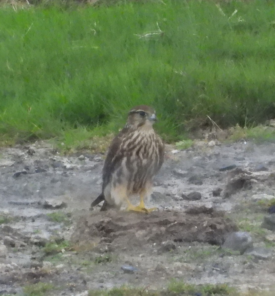 Merlin - ML646110513