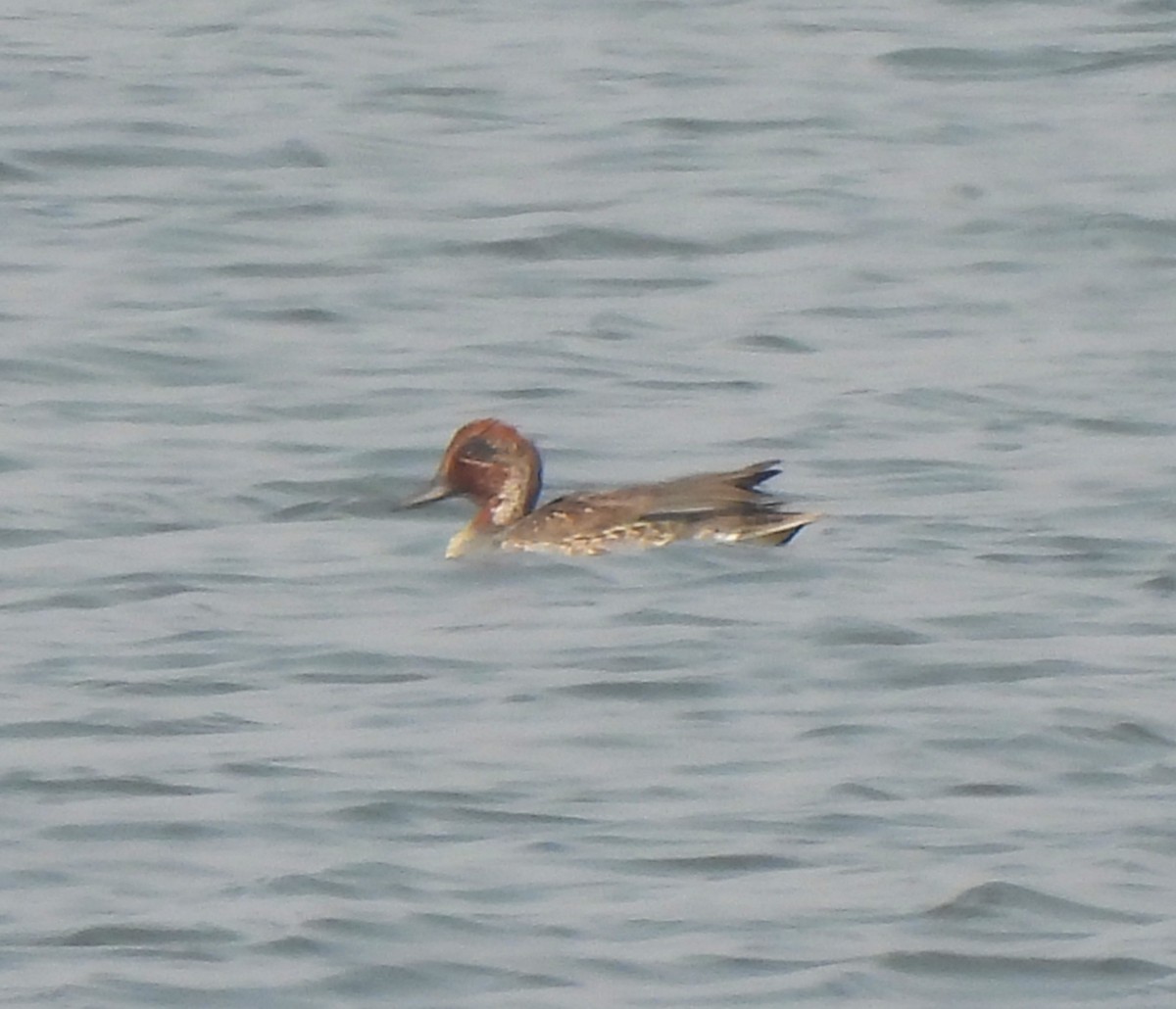 Krickente - ML646110514