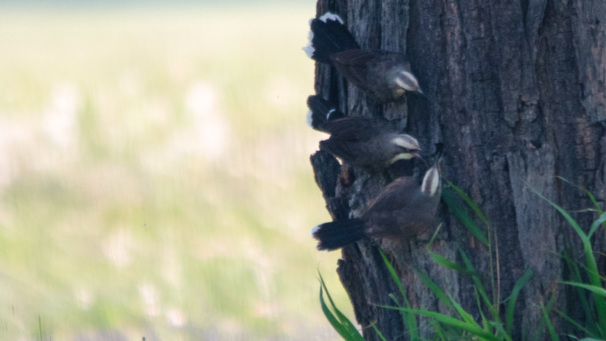 Grauscheitelsäbler - ML646110515