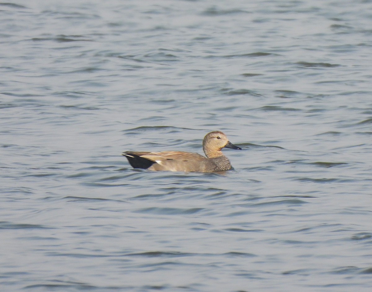 Schnatterente - ML646110516