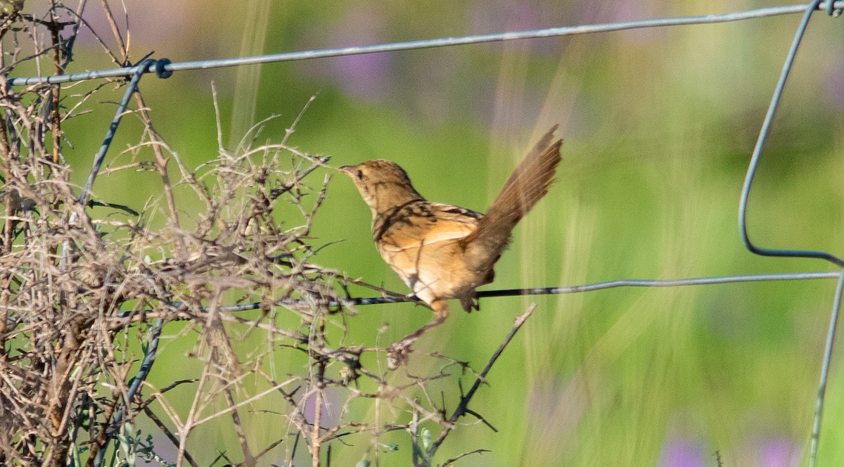 ズアカオオセッカ - ML646110533