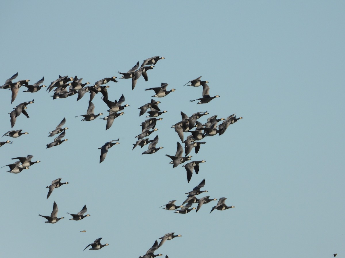 Гуска сіра - ML646110535