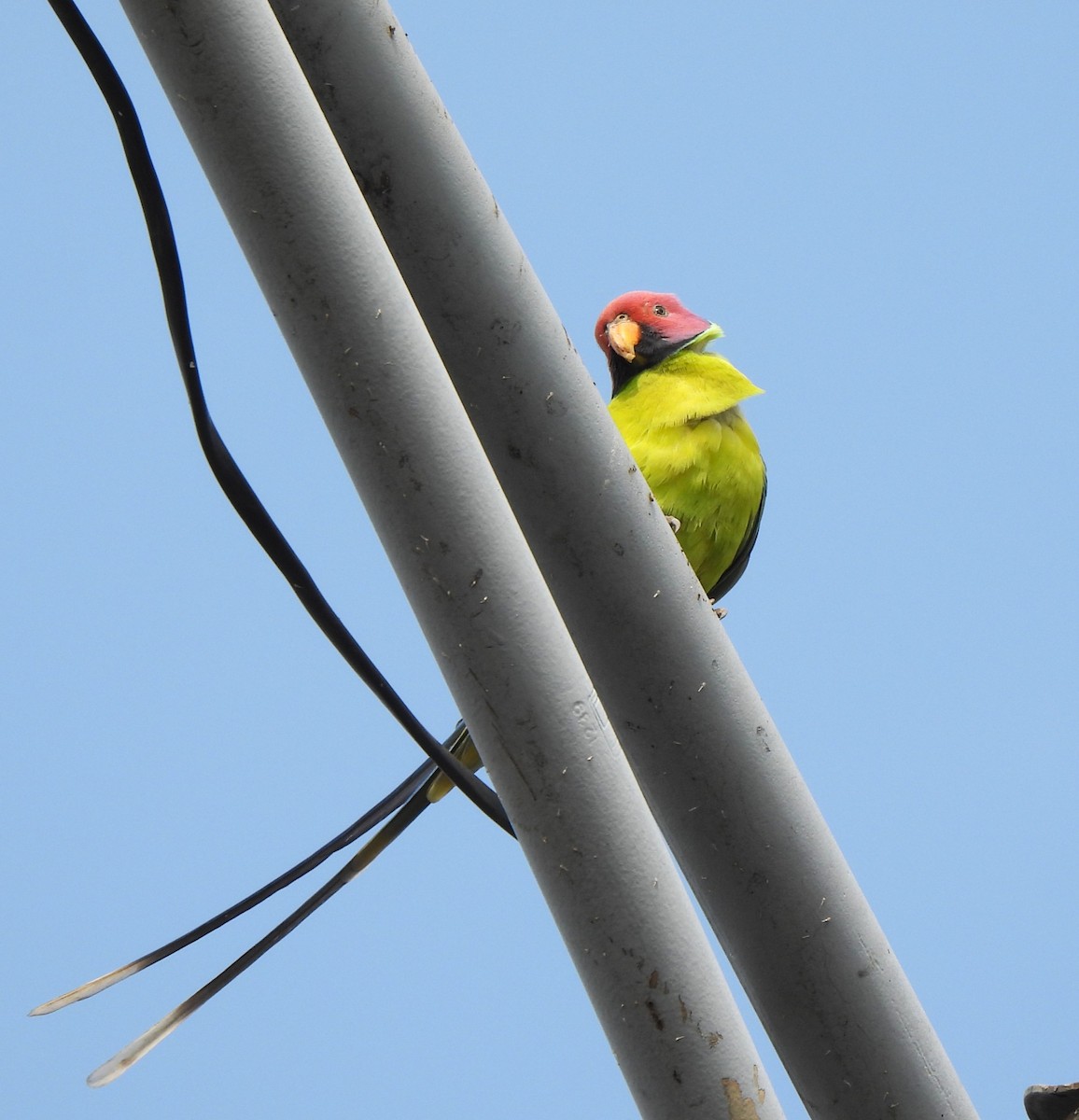 コセイインコ - ML646110536