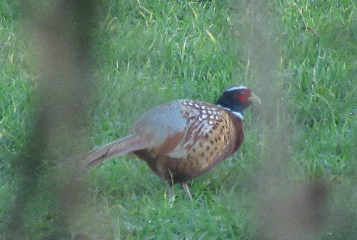 Ring-necked Pheasant - ML646110550