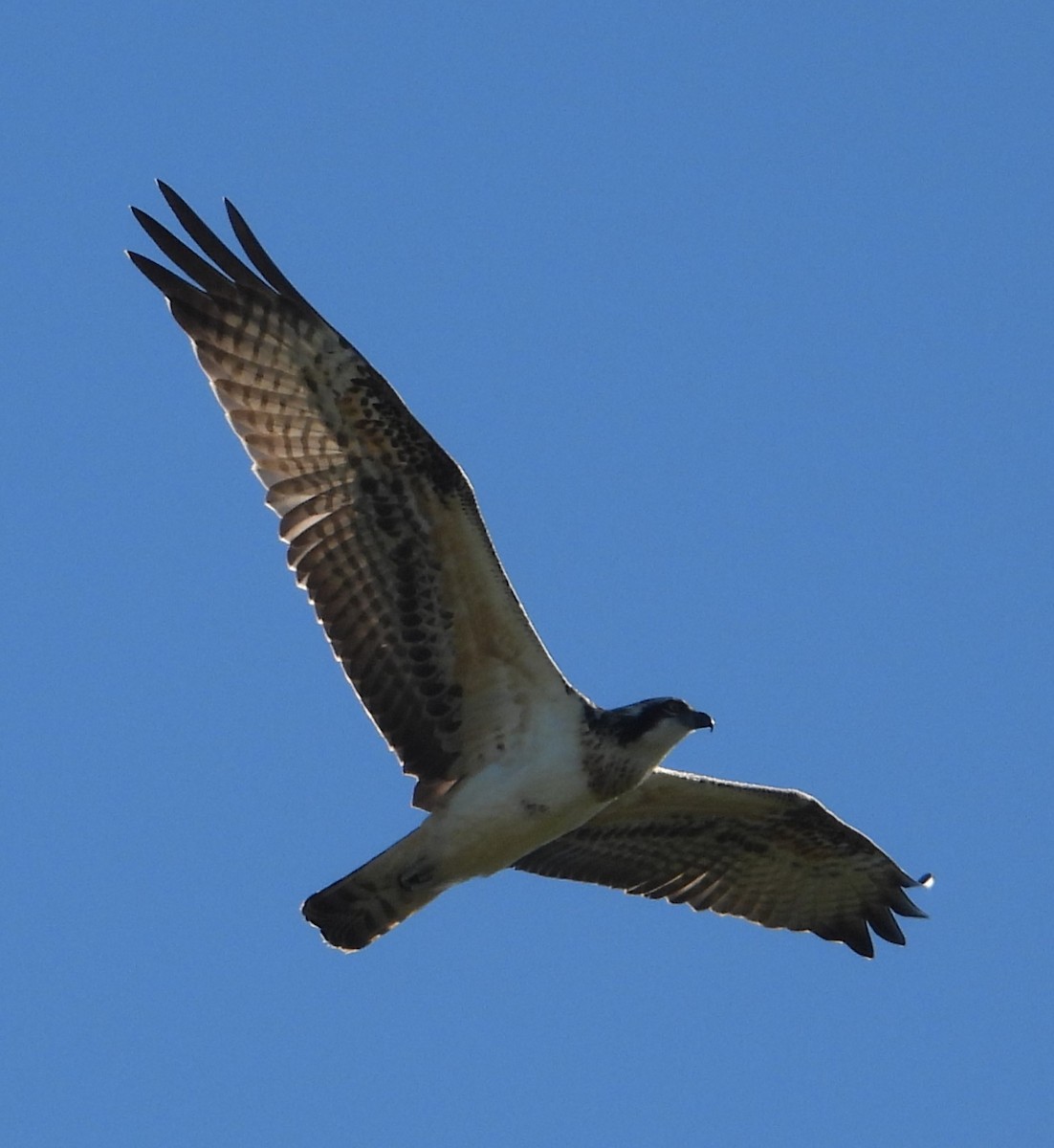 Скопа - ML646110551