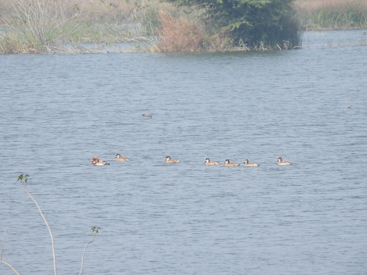 Nette rousse - ML646110558