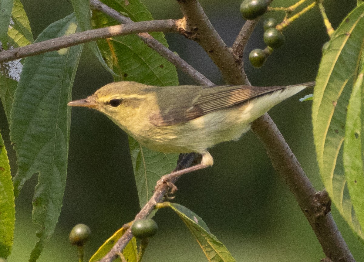 budníček žlutavý - ML646110567