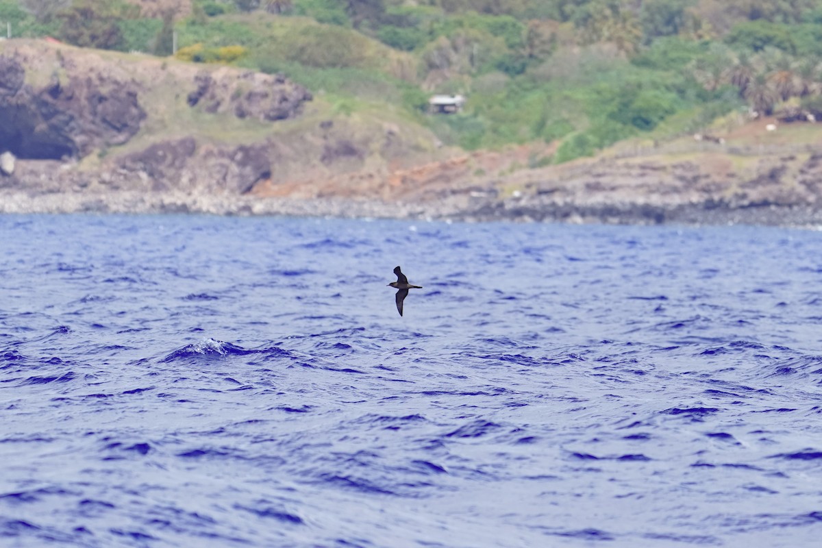 Wedge-tailed Shearwater - ML646110568