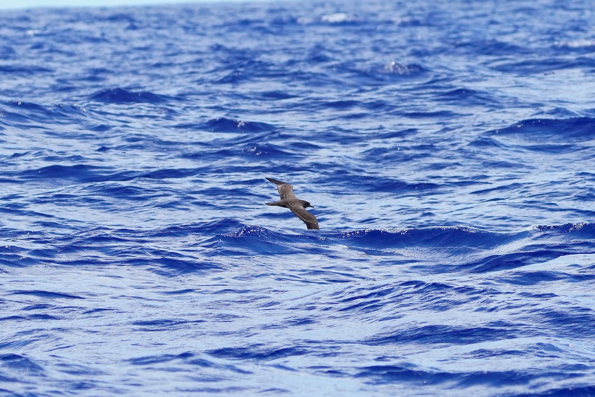 Wedge-tailed Shearwater - ML646110569